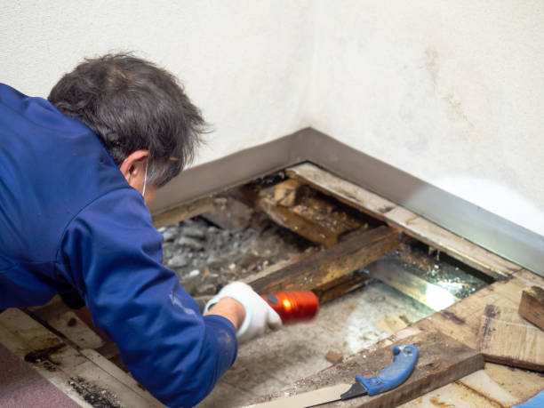 Best Mold Remediation for Schools in Bridgewater, VA