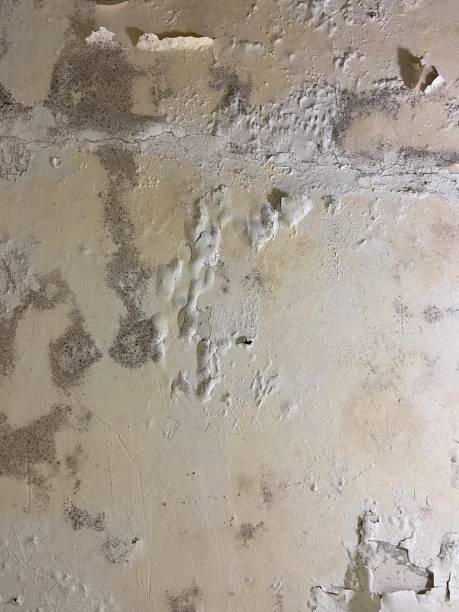 Best White Mold Remediation in Bridgewater, VA