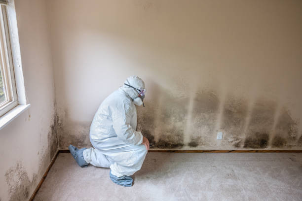 Reliable Bridgewater, VA Mold Remediation Solutions